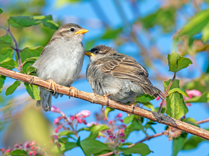 צפרות ופנאי